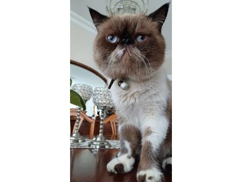 2 yaşında exotic shorthair