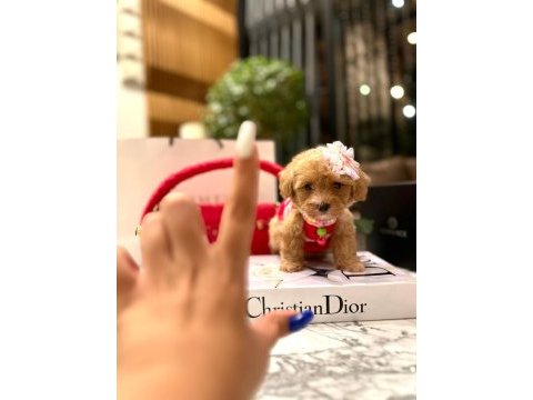 En güzel orjinal teacup yavrular maltipoo