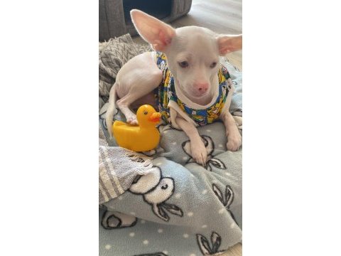 Çok özel chihuahua bebeğimize aile arıyoruz