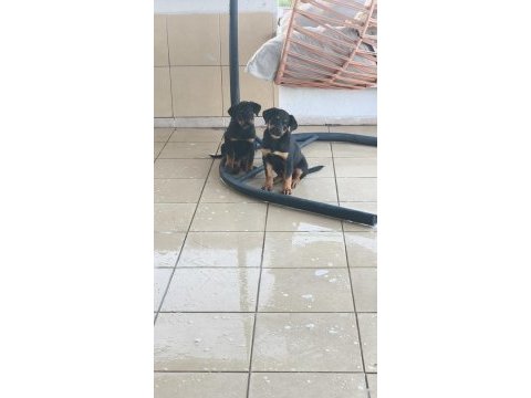 Rottweiler yavruları