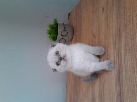Çok tatlı sevimli scottish fold bebeklerimiz