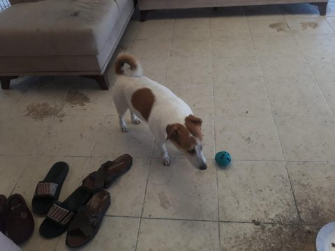 Jack russell köpeğimiz sahiplendirilecek