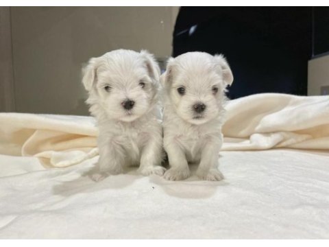 Hipoalerjenik maltese yavrular