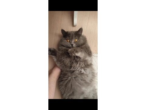 British longhair kedisi