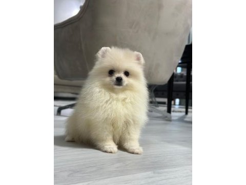 Birbirinden güzel pomeranian yavrular