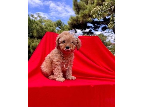 Orjinal toy poodle yavrularımız