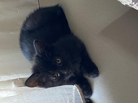 British shorthair kızım kendisini yeni yuvasını arıyor