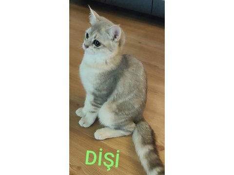Safkan british shorthair