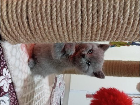 British shorthair 2 aylık yavru