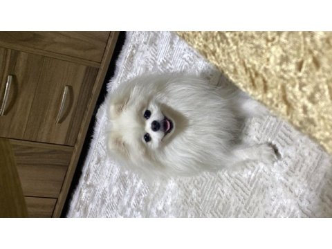 8 aylık erkek pomeranian güzellik