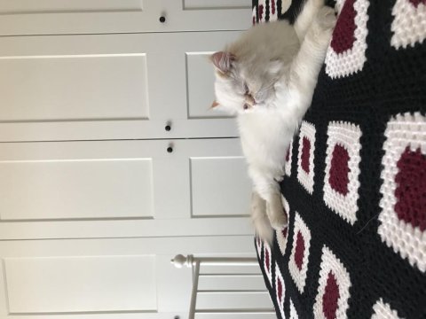 İran kedimizi sahiplendikten istiyoruz.