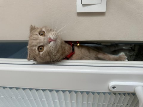 Ücretsiz sahiplendirilecek scottish fold