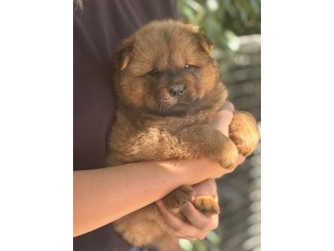 Chow chow yavru köpeğimiz