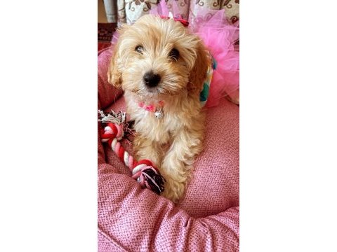 Güzel kızımız kaju maltipoo
