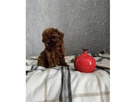 Teacup kore toy poodle bebekler