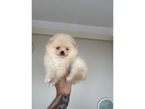 Pomeranian boo yavrularımız