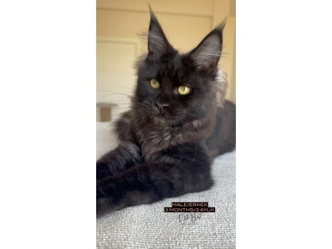 Her ile bizzat teslim xxl maine coon yavruları