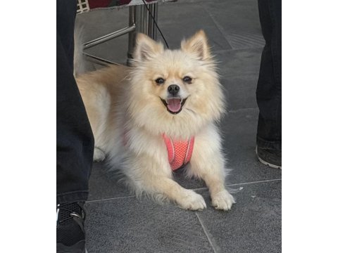 Köpeğimin aşıları tamdır