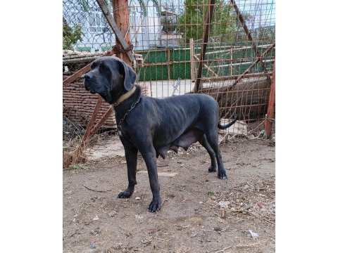 A kalite cane corso