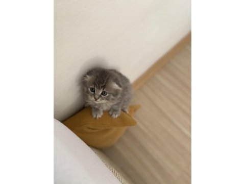 Sağlıklı british longhair