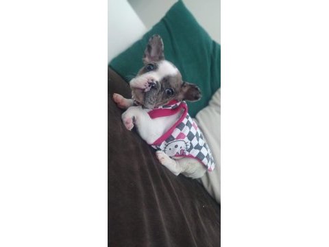 French bulldog
