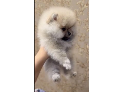 Pomeranian boo teddy bear orange