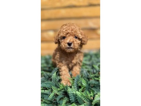 Toy poodle yavrularımız