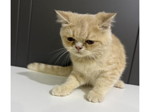 3 aylık british shorthair kedimiz