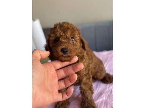 Harika kalitede poodle bebekler kapıya teslim