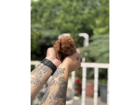 Exotıc pet club mıcro poodle