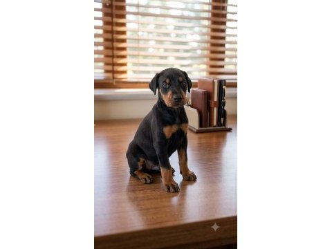 European doberman yavrular mağazamızdan güvenli teslim
