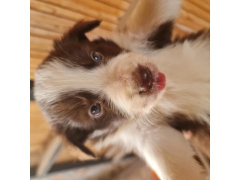 Border collie yavrular