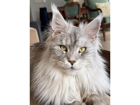 Sağlık ve ırk garantili minik maine coon devler