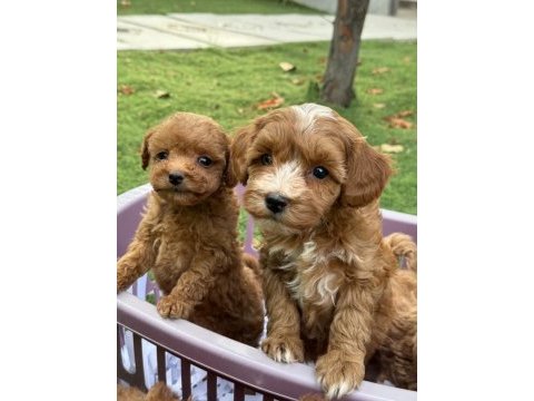 Aşılı pasaportlu mikroçipli maltipoo yavrularımız 