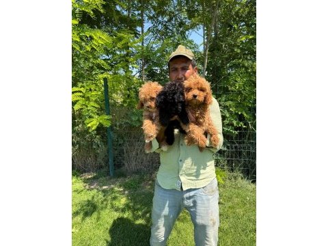 Maltipoo yavrular bir birinden tatlılar