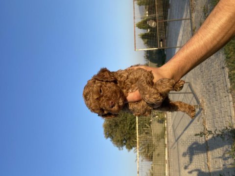 Toy poodle yavrular