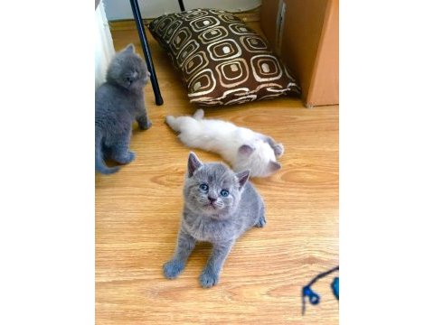 Scottish ve british shorthair yavrular yuvalarını bekliyor