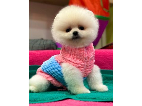 Orjinal pomeranian boo