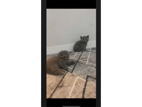 Sagkan ayı surat gri yavru kediler