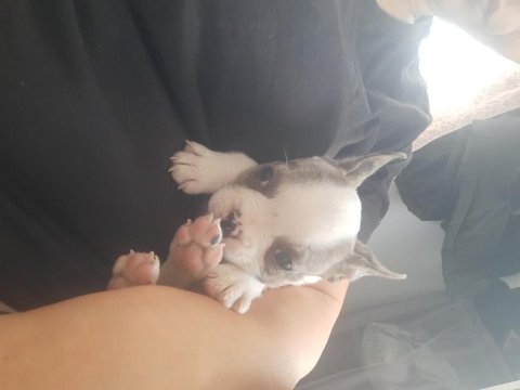Oyuncu miniş bulldog