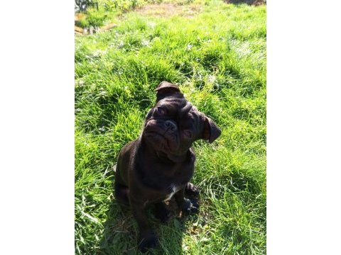 Sıfır burun orjinal siyah pug