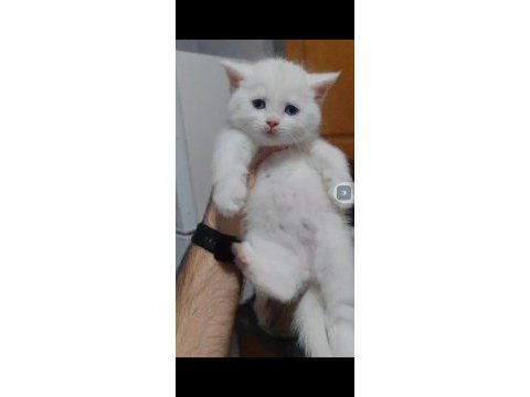 British shorthair kedimiz