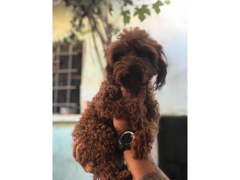 Safkan toy poodle yavruları