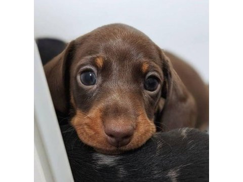 Kısa tüylü mini dachshund sosis yavrular