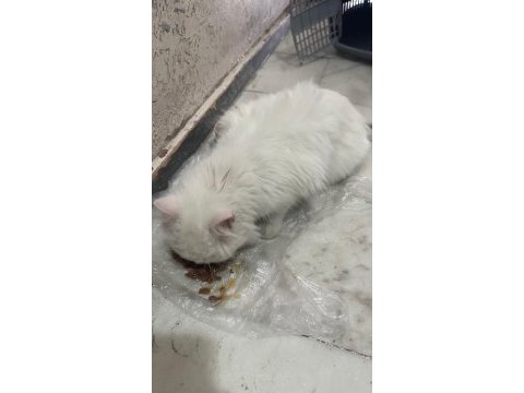 1,5 yaşında yakışıklı longhair erkek kedimiz