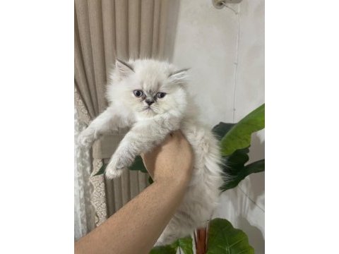 Exotic longhair 2 aylık kedimiz