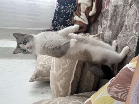 2 yaşında kedimiz ücretsizdir