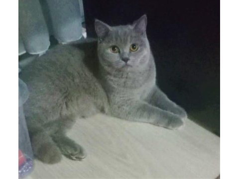 2,5 aylık yaz şekeri british shorthair