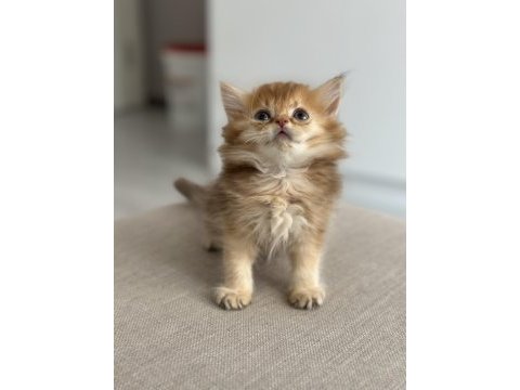 By11 british longhair çocuklar