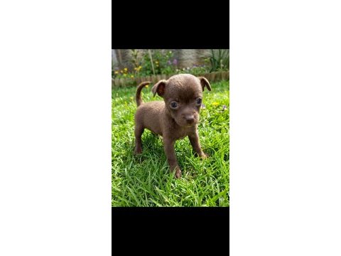 Chihuahua şivava bebekler